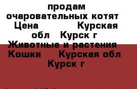 продам очаровательных котят › Цена ­ 2 500 - Курская обл., Курск г. Животные и растения » Кошки   . Курская обл.,Курск г.